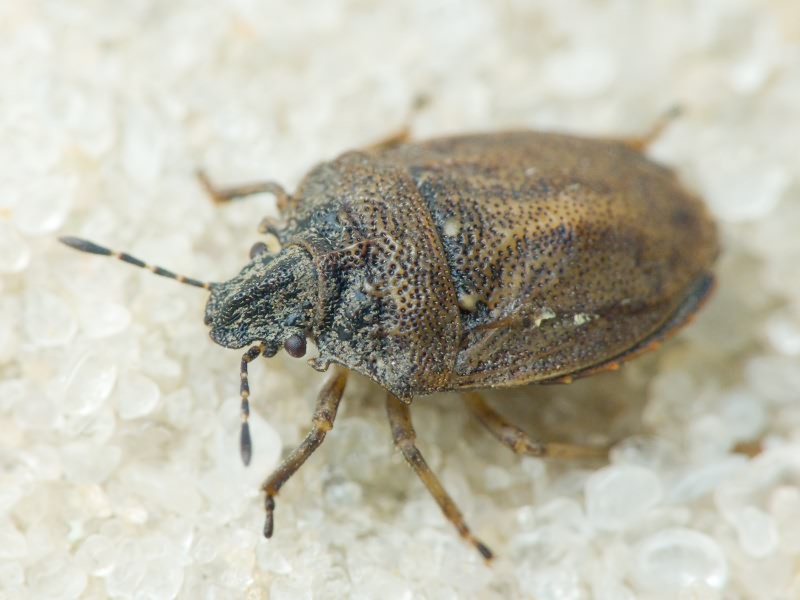 Podops (Podops) inunctus (Fabricius, 1775)